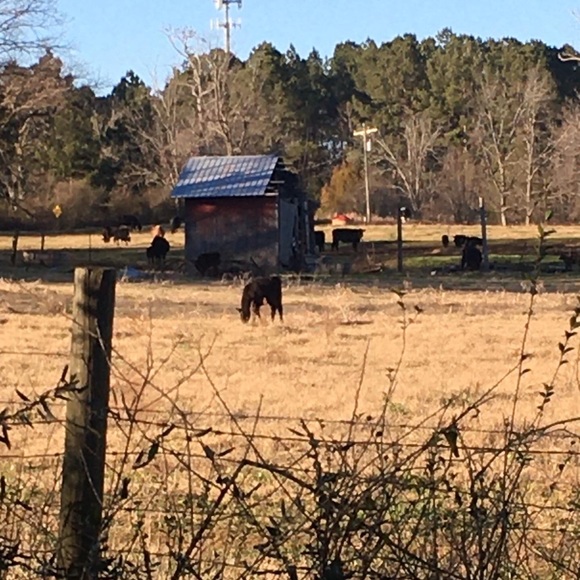 Meet your Posher, Gail - Picture 4 of 16